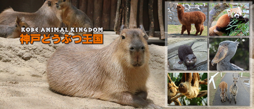 到神戶動物王國看看可愛的水豚君